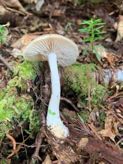 Entoloma griseum thumbnail 4