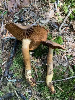 Cortinarius pellstonianus thumbnail 1