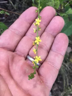 Beaked Agrimony thumbnail 2