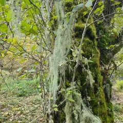 Methuselah's Beard Lichen thumbnail 3