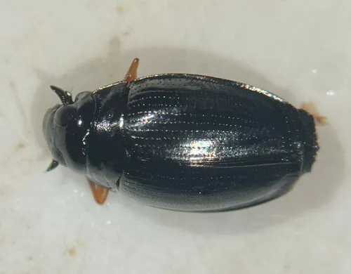 Gyrinus gibber