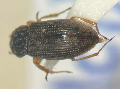 Helophorus lineatus