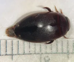 Ilybius incarinatus thumbnail 1