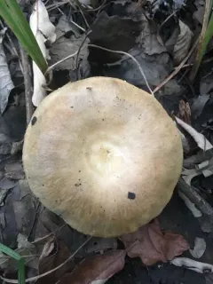 Lactarius subpalustris thumbnail 3