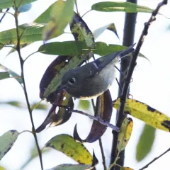 Ruby-crowned Kinglet thumbnail 1