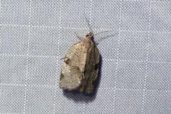 Lozotaenia costinotana thumbnail 2