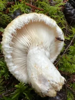 rollrim milkcap thumbnail 2