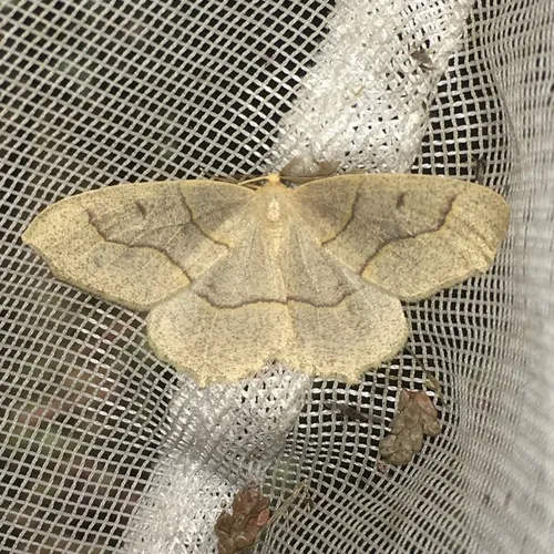 Hemlock Looper Moth