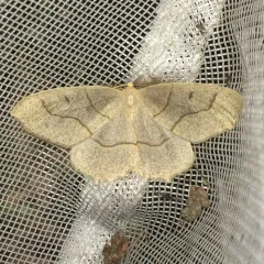 Hemlock Looper Moth thumbnail 1