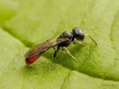 Rhopalum clavipes thumbnail 4