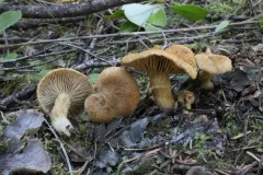 Inocybe dulcamara thumbnail 2