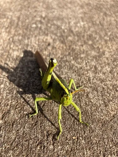 Obscure Bird Grasshopper