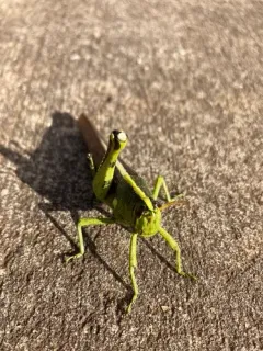 Obscure Bird Grasshopper thumbnail 1