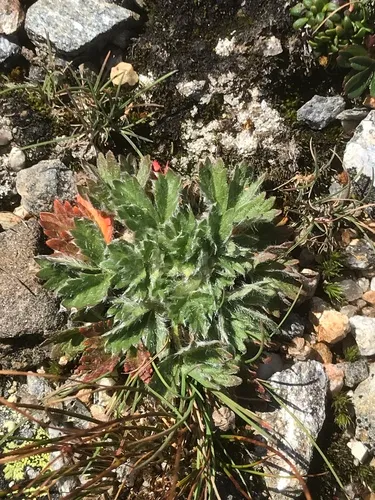 Dwarf Mountain Cinquefoil