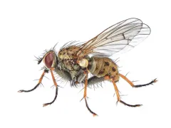 Common Tiger Fly thumbnail 2