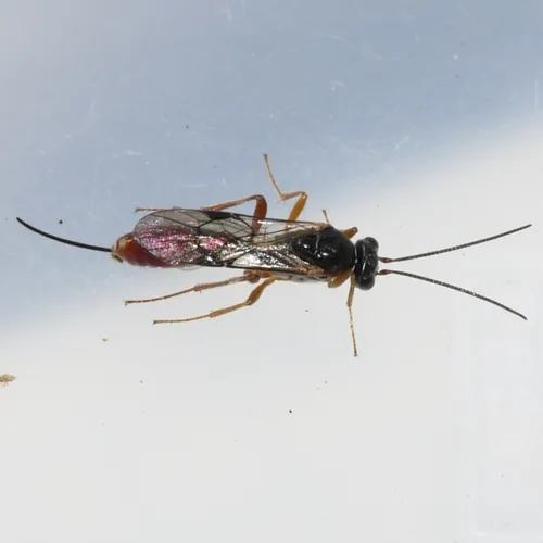 Stethantyx nearctica
