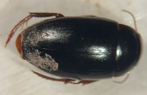 Dot-lined Predaceous Diving Beetle