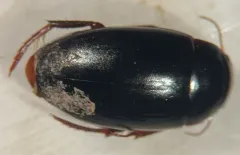 Dot-lined Predaceous Diving Beetle thumbnail 1