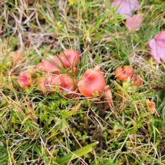 shadowed waxcap thumbnail 2