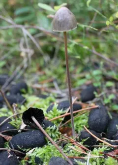Panaeolus alcis thumbnail 2