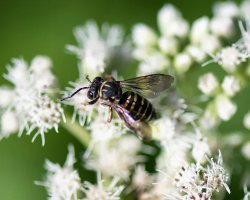 Triepeolus cressonii