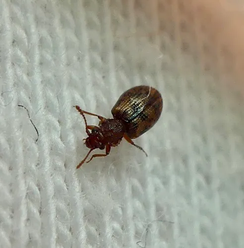 Derodontus esotericus