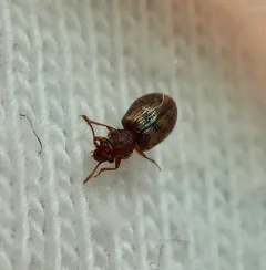Derodontus esotericus thumbnail 1