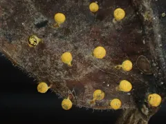 Craterium aureum thumbnail 1