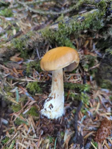 Thaxterogaster multiformis