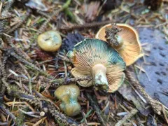 Lactarius aurantiosordidus thumbnail 3