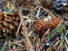 Spruce Sprite thumbnail 3