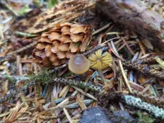 Goldenedge bonnet thumbnail 4