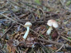 Diminutive Agaricus thumbnail 2