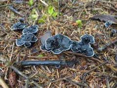 Phellodon atratus thumbnail 3