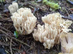 Ramaria acrisiccescens thumbnail 4