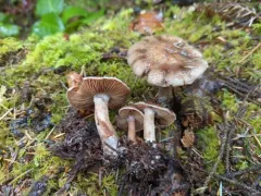 Cortinarius sordidemaculatus thumbnail 1