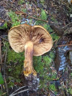 Calonarius elegantio-occidentalis thumbnail 1