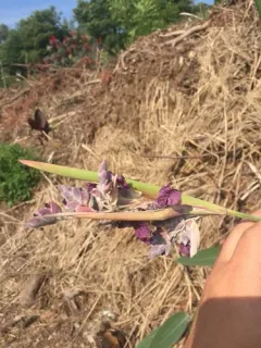 Powdery thalia thumbnail 4