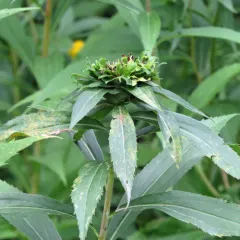 Giant Goldenrod Bunch Gall Midge thumbnail 2