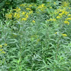 giant goldenrod thumbnail 3