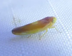 Colladonus setaceus thumbnail 4