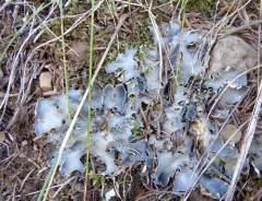 Frog pelt lichen thumbnail 3