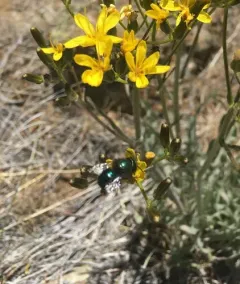 Blueberry Mason bee thumbnail 2