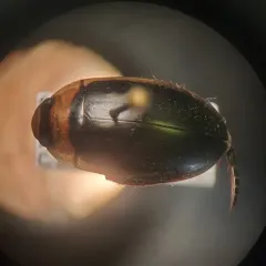 Hydaticus aruspex thumbnail 1