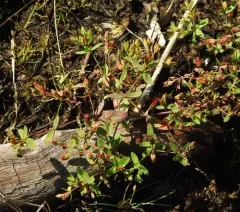 Northern St. John's-wort thumbnail 2
