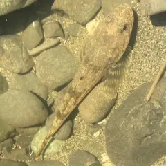 Pacific Staghorn Sculpin thumbnail 3