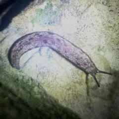 Changeable Mantleslug thumbnail 3