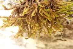 Lewinskya laevigata thumbnail 2