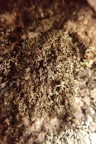 Starburst Shadow Lichen