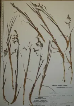 Pendantgrass thumbnail 3